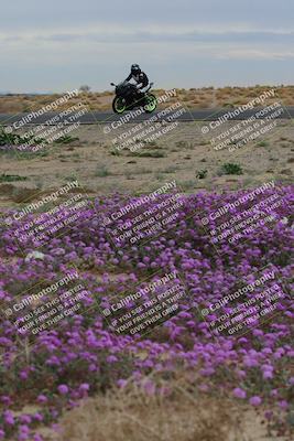 media/Jan-14-2023-SoCal Trackdays (Sat) [[497694156f]]/Turn 14 Exit Bloomig (145pm)/
